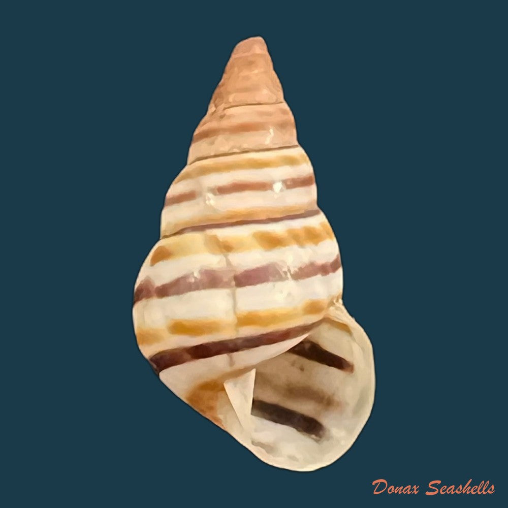 drymaeus-incognitus-s-i-da-costa-1907-30-2mm-copia
