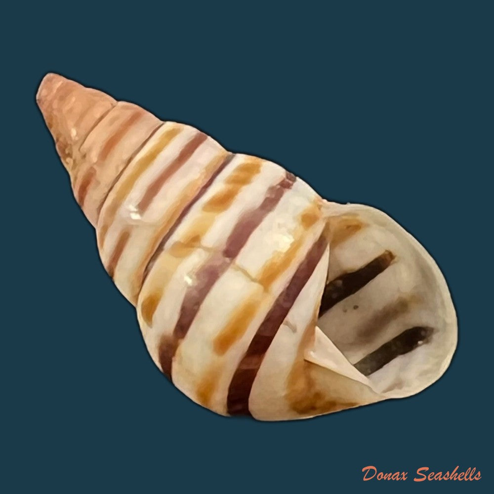 drymaeus-incognitus-s-i-da-costa-1907-30-2mm-copia