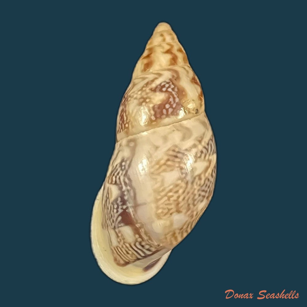 drymaeus-iniurius-breure-borrero-2019-24mm-copia