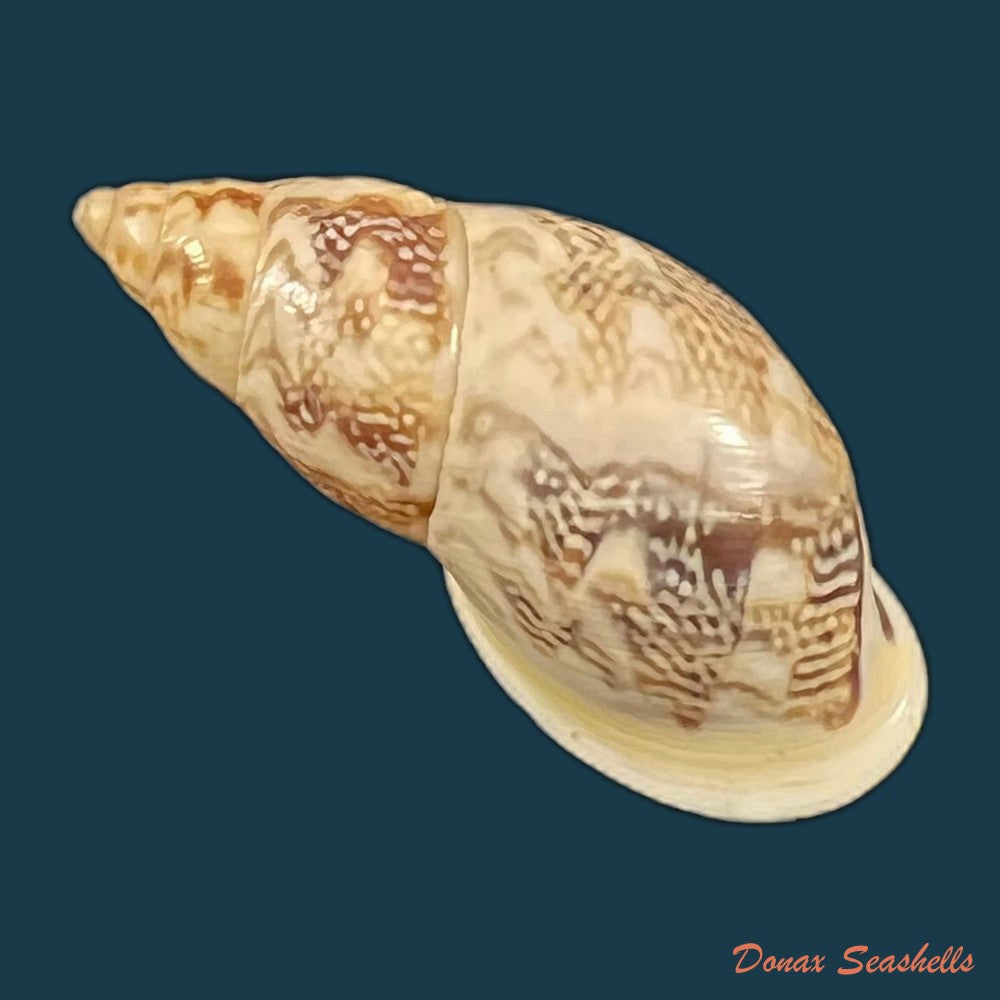 drymaeus-iniurius-breure-borrero-2019-24mm-copia