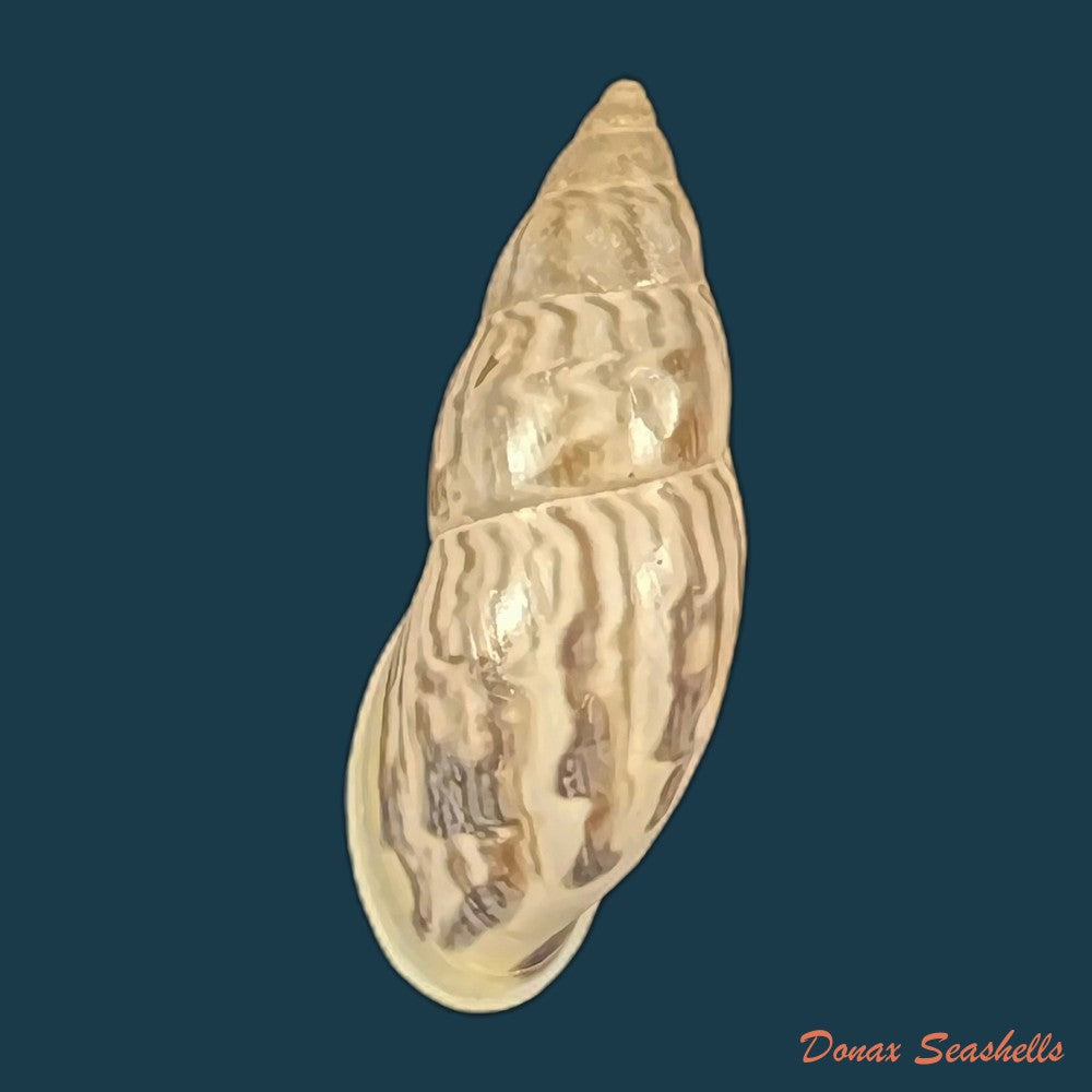 drymaeus-leai-pilsbry-1898-29mm-copia