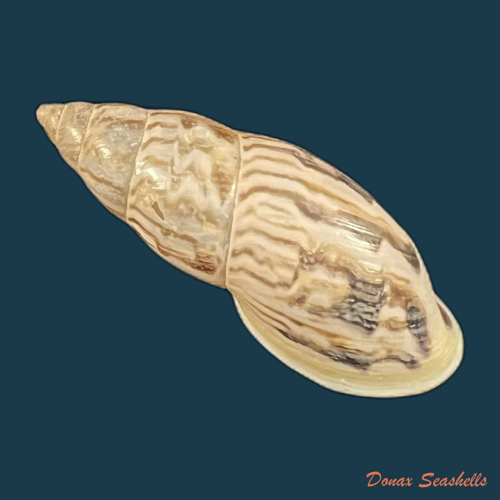 drymaeus-leai-pilsbry-1898-29mm-copia