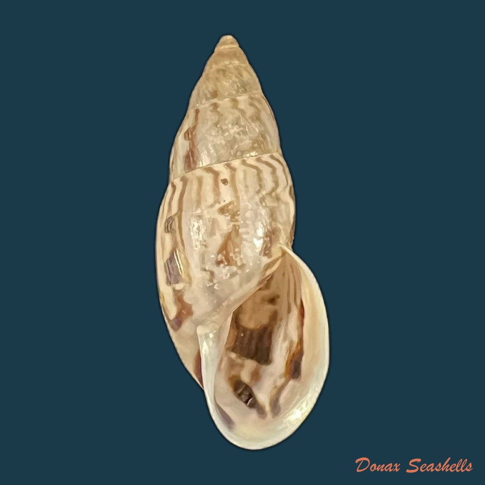 drymaeus-leai-pilsbry-1898-29mm-copia