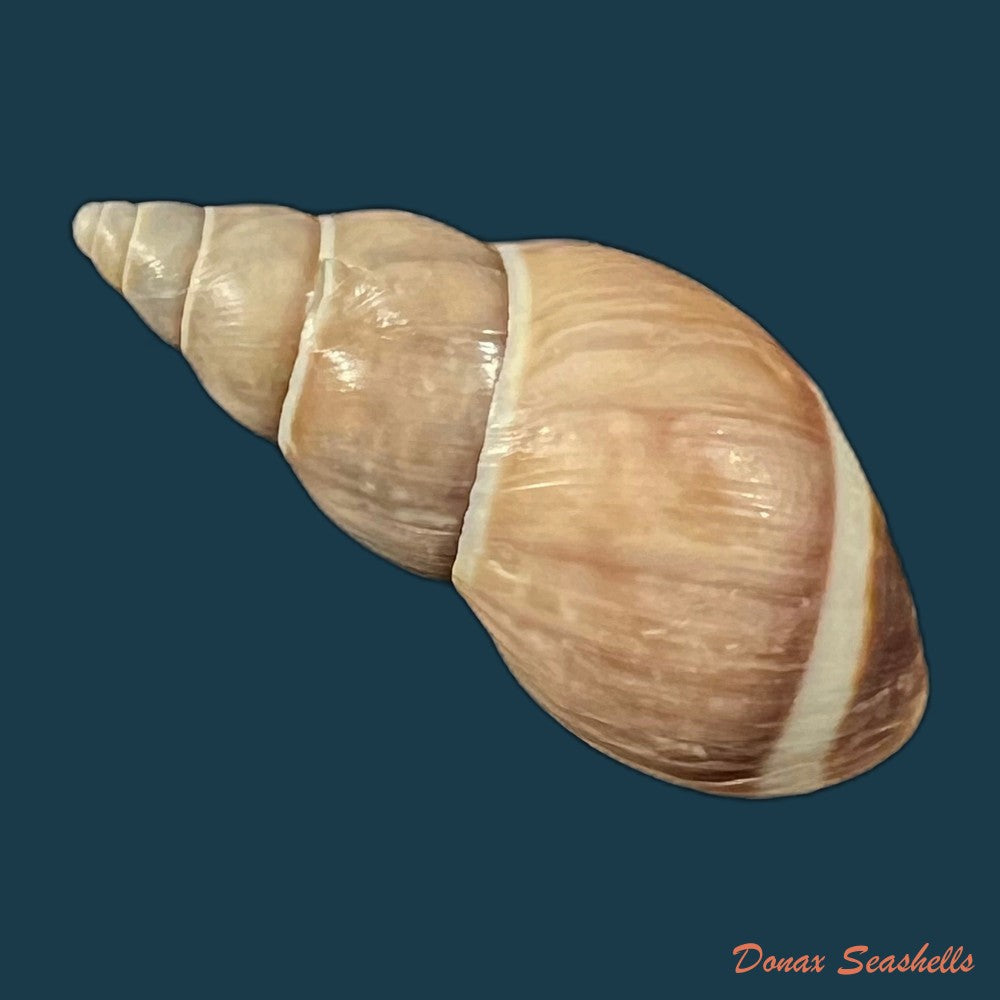 drymaeus-lilacinus-jansoni-e-von-martens-1893-31-4mm-copia