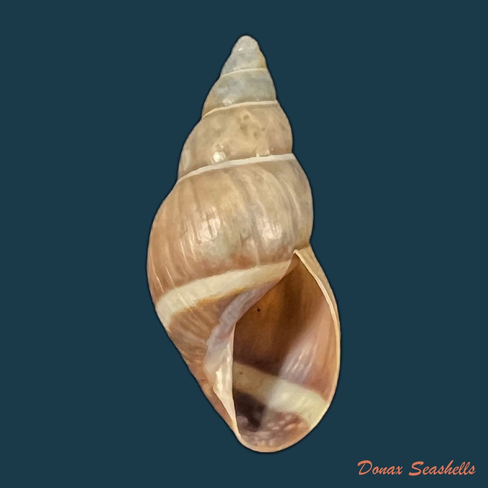 drymaeus-lilacinus-jansoni-e-von-martens-1893-31-4mm-copia