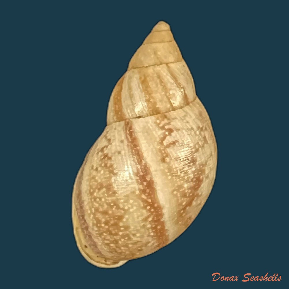drymaeus-luciensis-breure-borrero-2019-24-1mm-copia