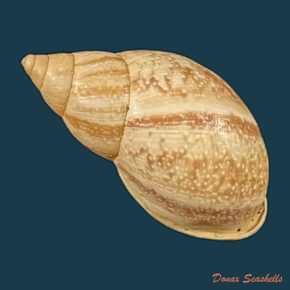 drymaeus-luciensis-breure-borrero-2019-24-1mm-copia
