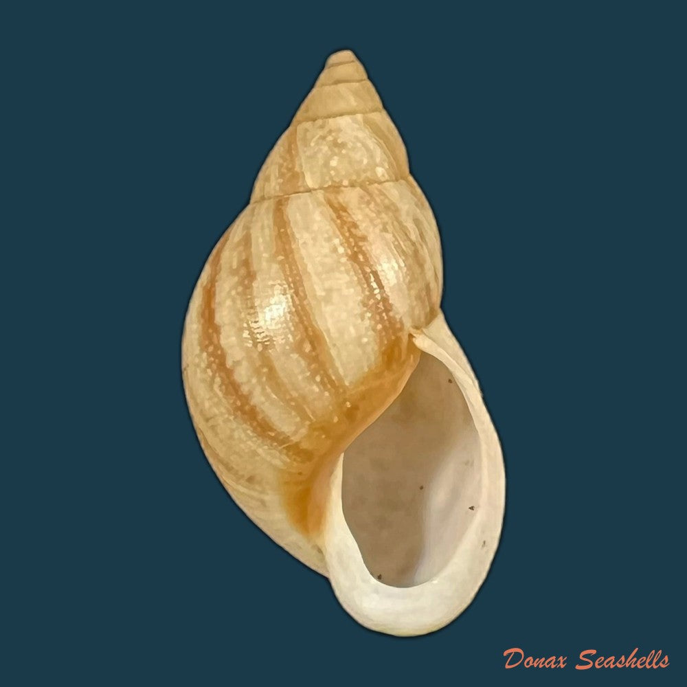 drymaeus-luciensis-breure-borrero-2019-24-1mm-copia