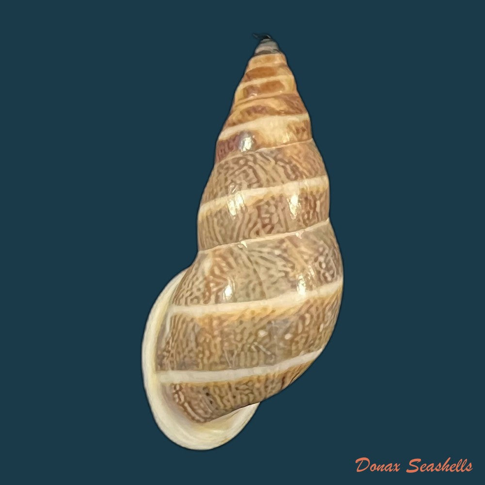 drymaeus-luciensis-breure-borrero-2019-24-8mm-copia