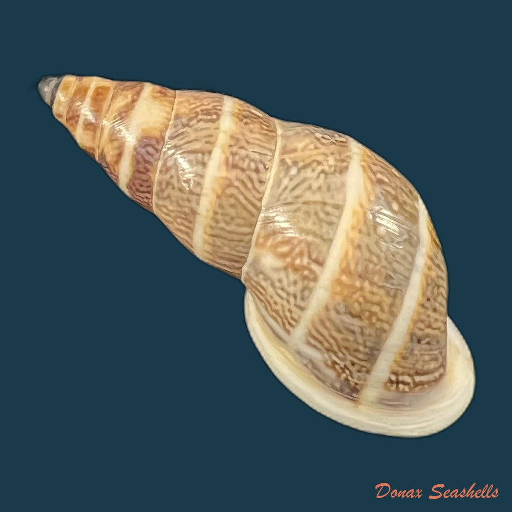 drymaeus-luciensis-breure-borrero-2019-24-8mm-copia