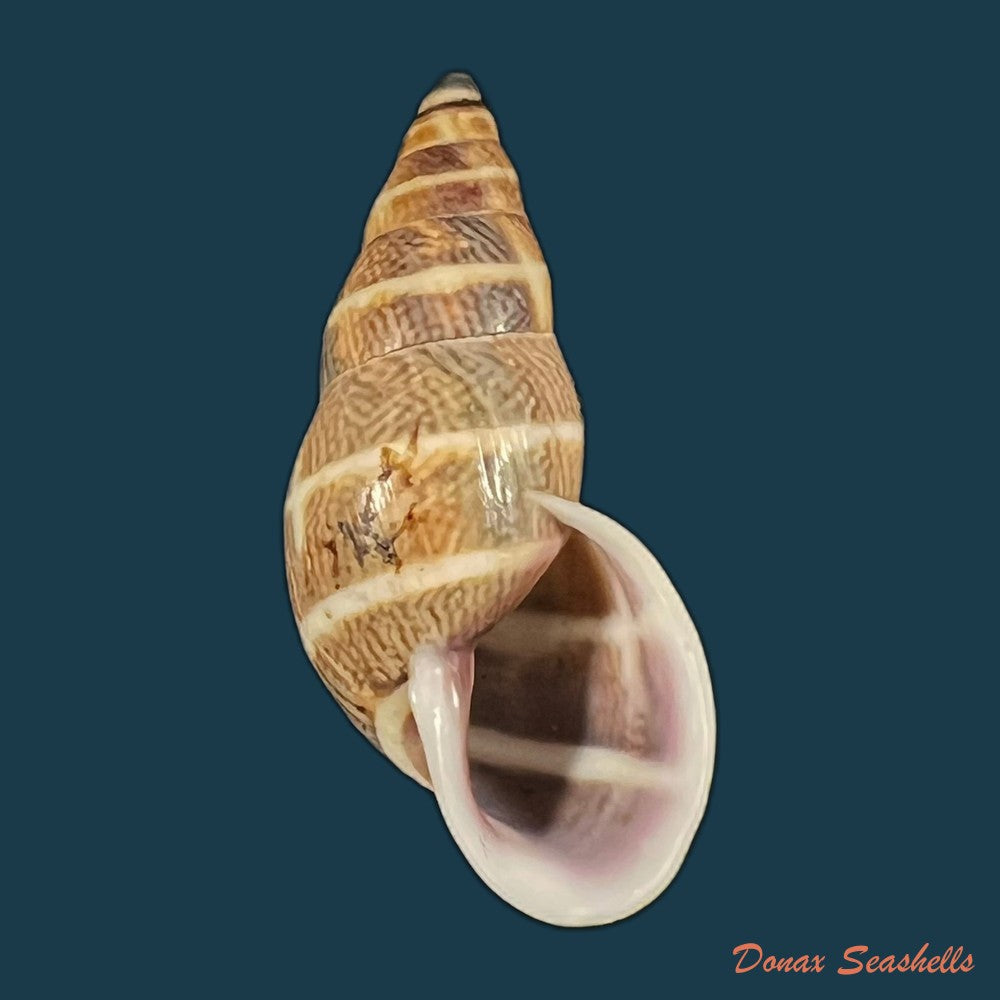 drymaeus-luciensis-breure-borrero-2019-24-8mm-copia
