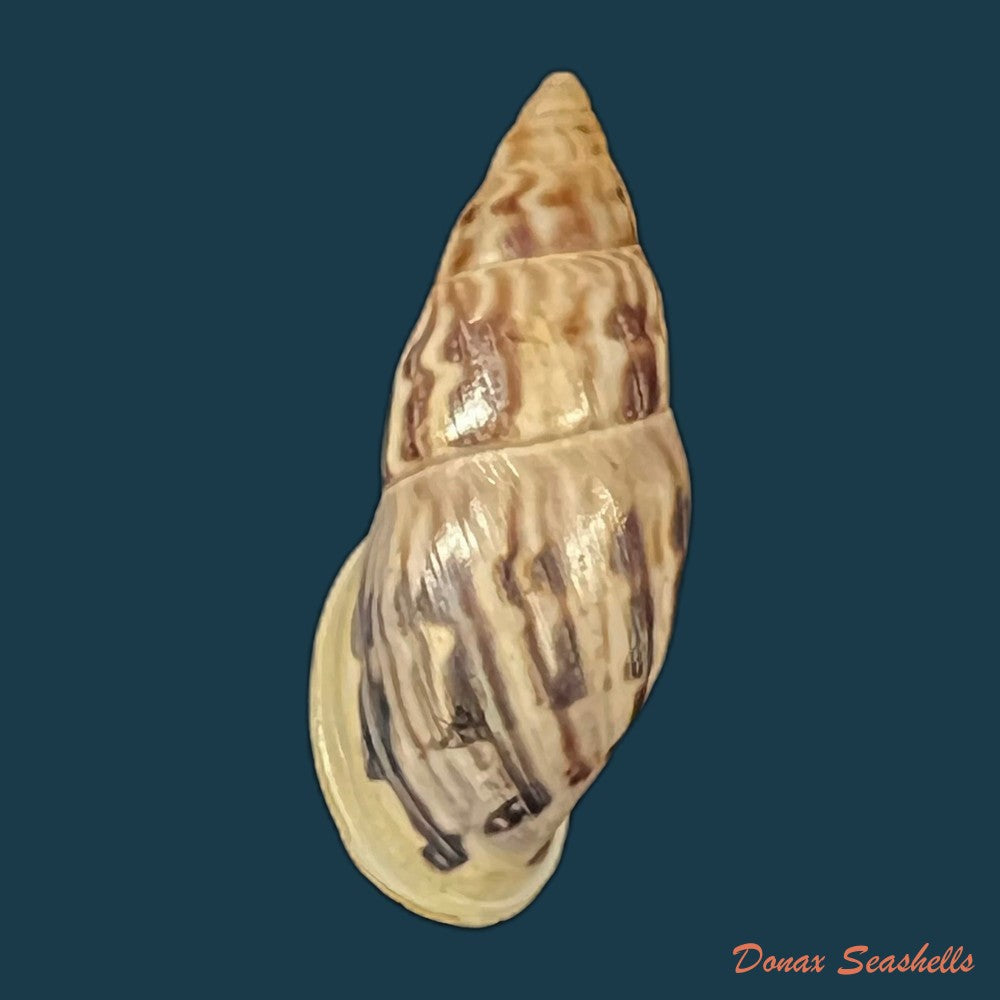 drymaeus-murrinus-reeve-1848-29-3mm-copia