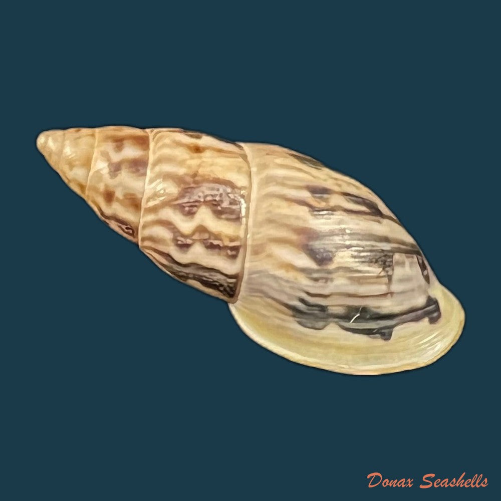 drymaeus-murrinus-reeve-1848-29-3mm-copia