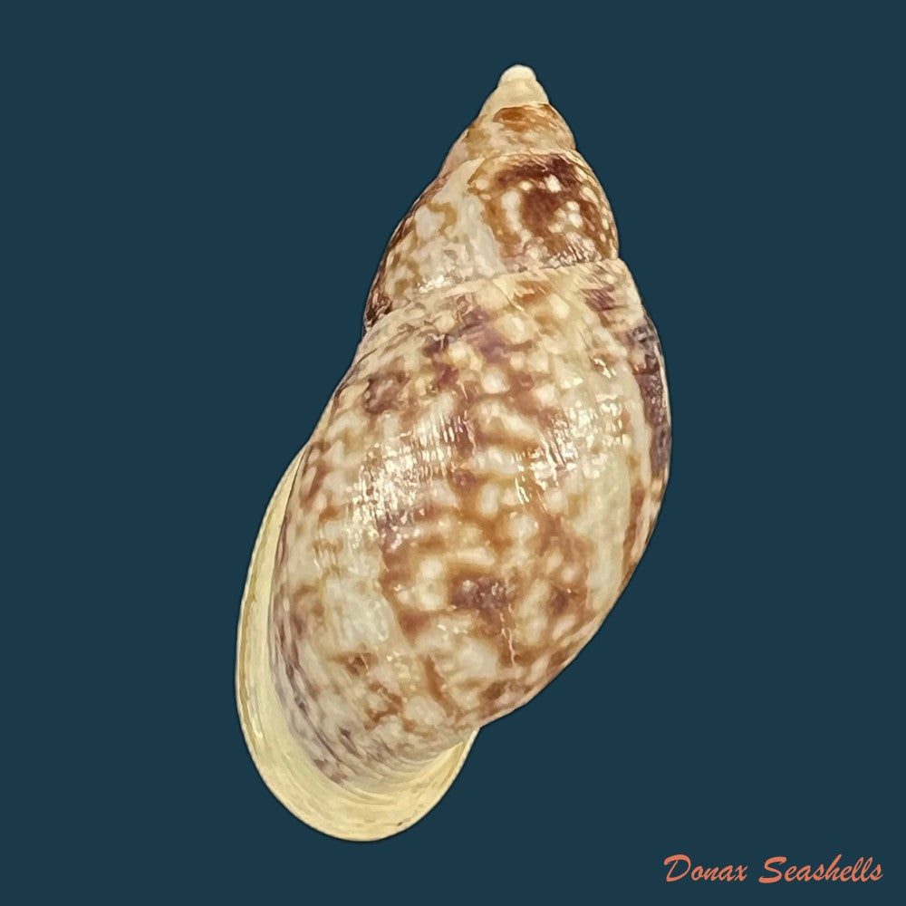 drymaeus-palassus-breure-1981-30-5mm-copia