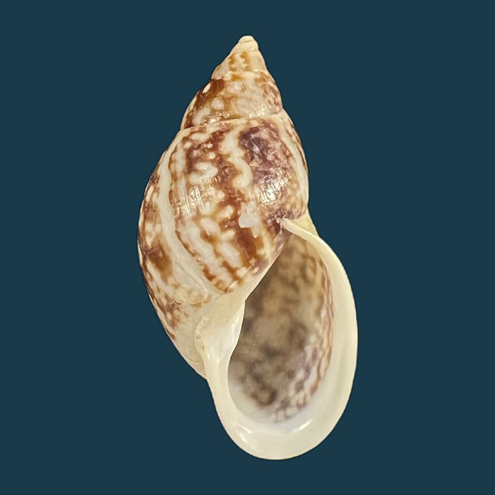 drymaeus-palassus-breure-1981-30-5mm-copia