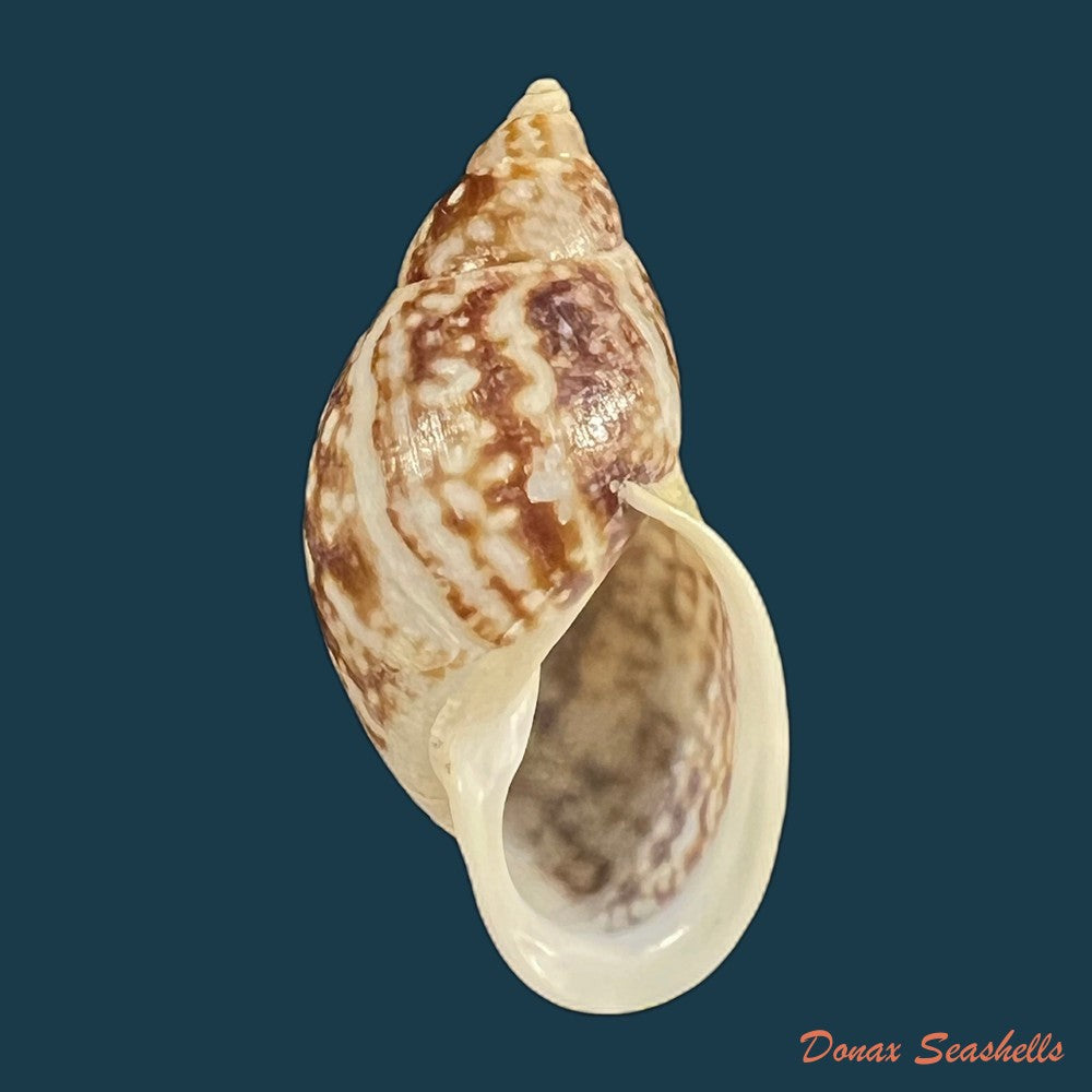 drymaeus-palassus-breure-1981-30-5mm-copia