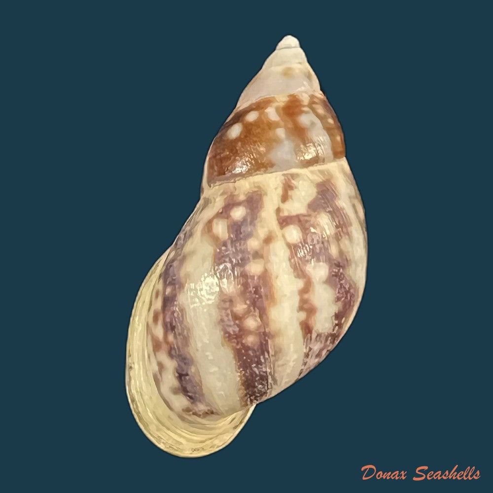 drymaeus-palassus-breure-1981-32-1mm-copia