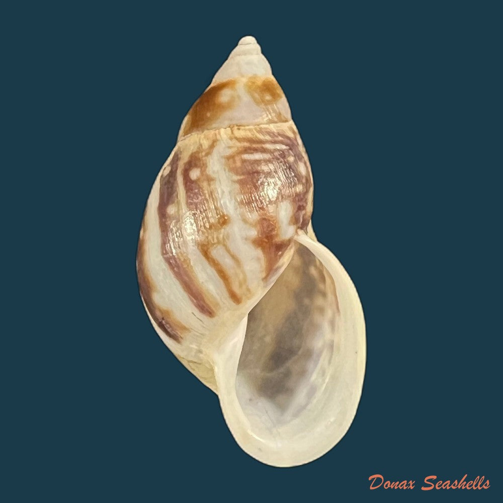 drymaeus-palassus-breure-1981-32-1mm-copia