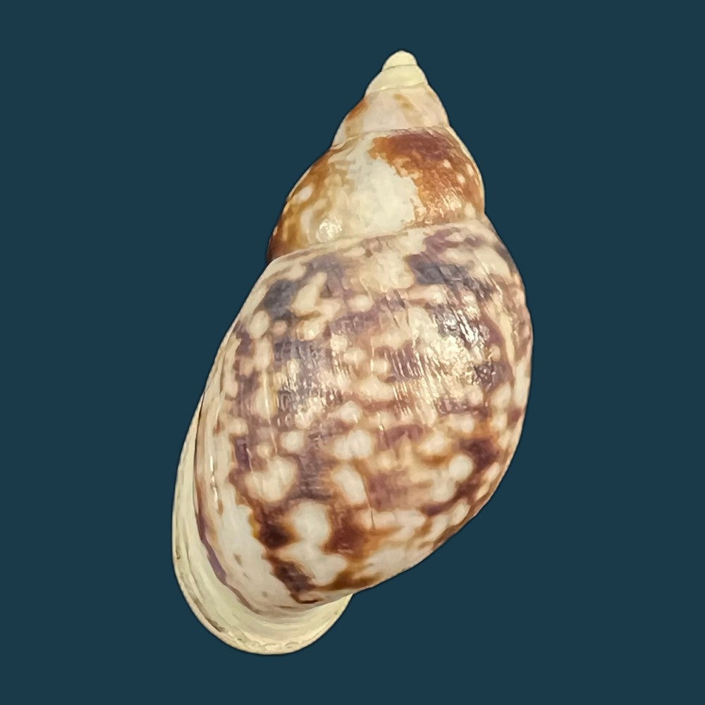 drymaeus-palassus-breure-1981-32-5mm-copia