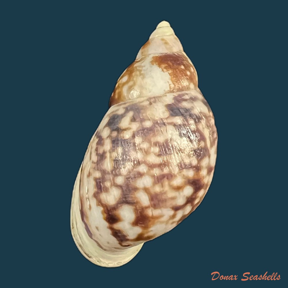 drymaeus-palassus-breure-1981-32-5mm-copia