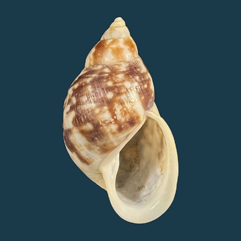 drymaeus-palassus-breure-1981-32-5mm-copia