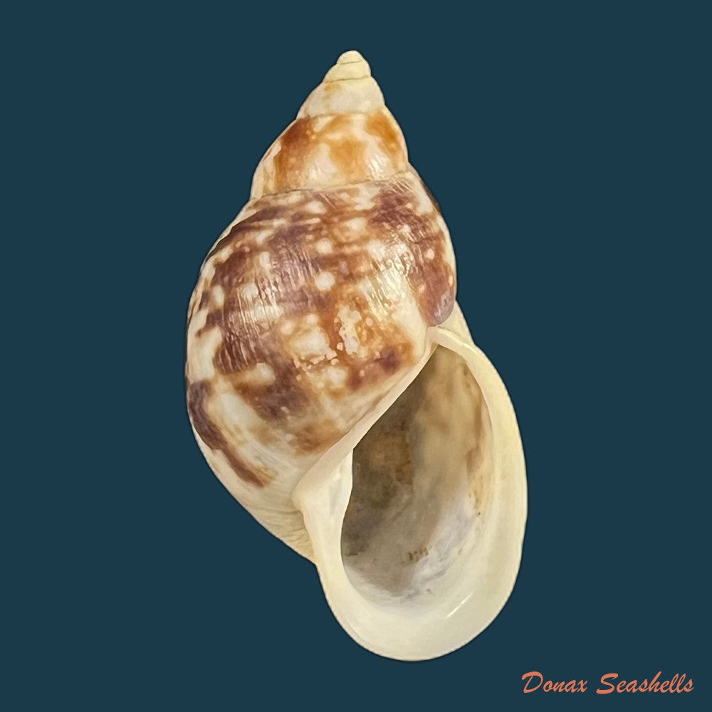 drymaeus-palassus-breure-1981-32-5mm-copia