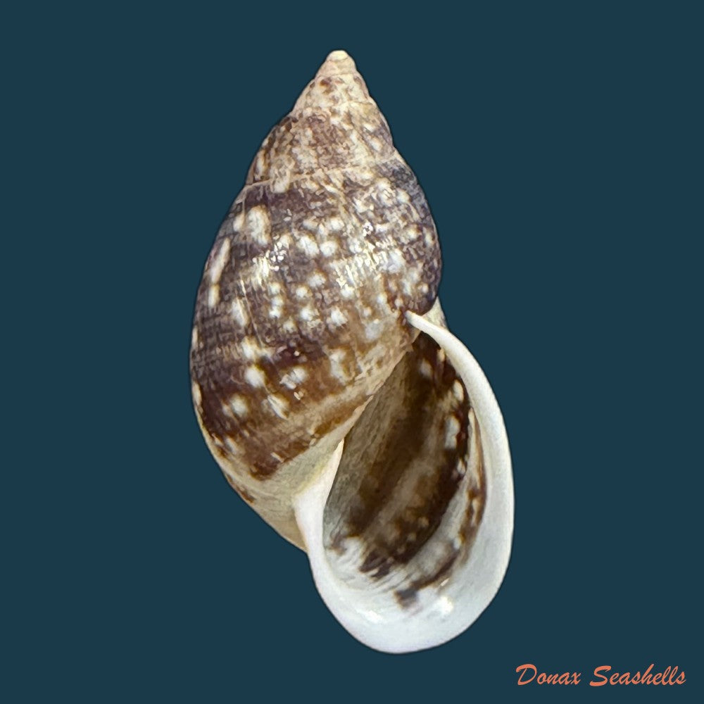 drymaeus-palassus-breure-1981-34-7mm-copia-1