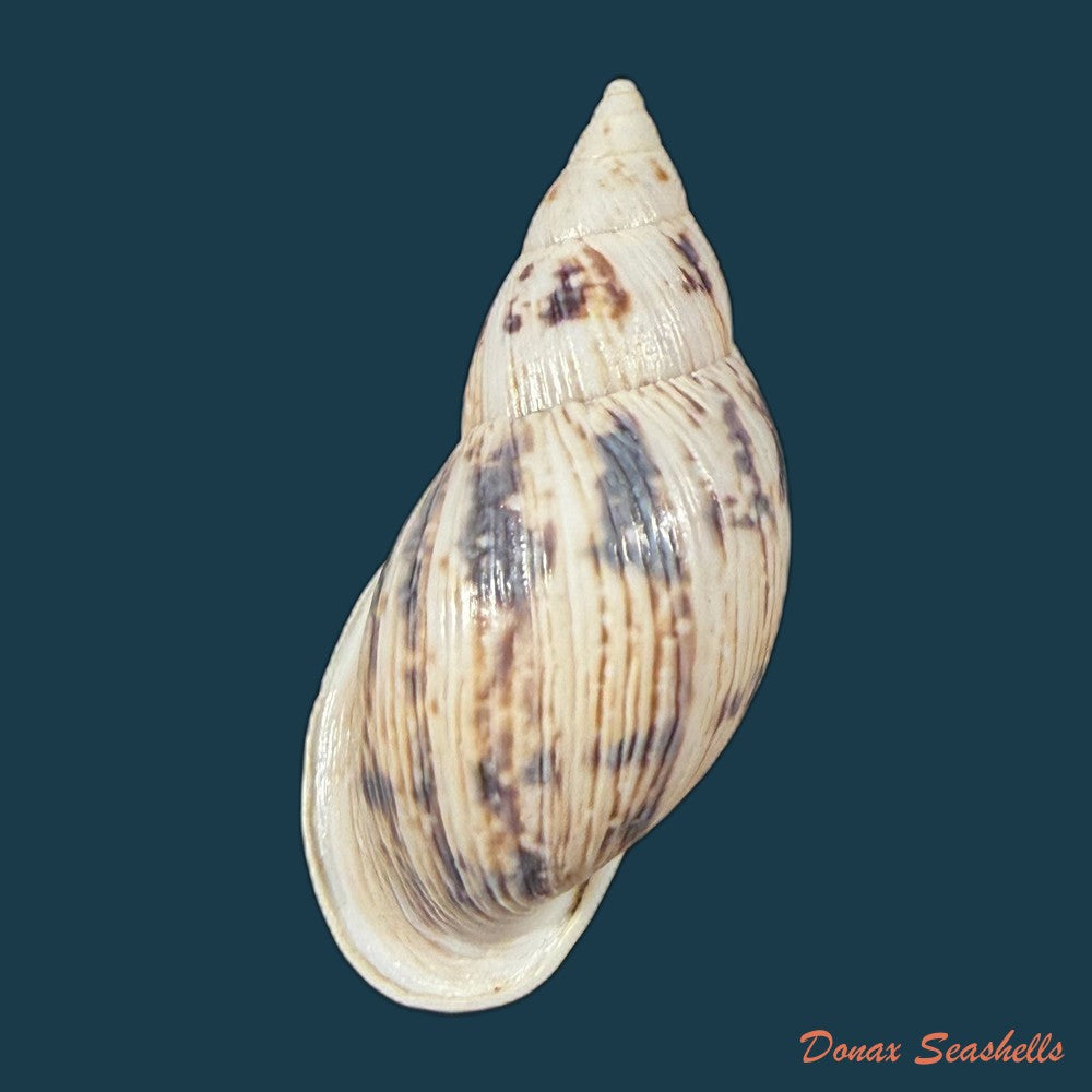 drymaeus-palassus-breure-1981-34-7mm-copia