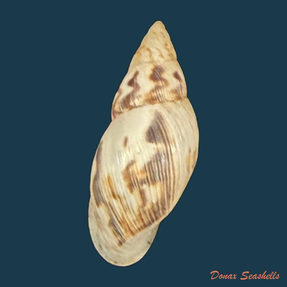 drymaeus-papyraceus-mawe-1823-28-5mm-copia