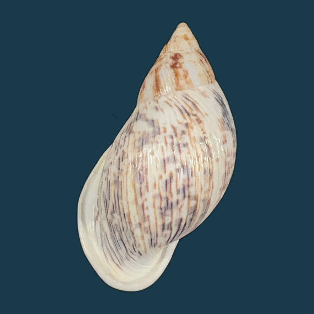 drymaeus-papyraceus-mawe-1823-31-6mm-copia