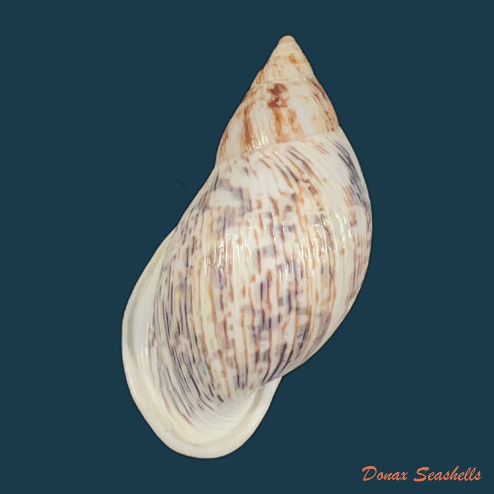 drymaeus-papyraceus-mawe-1823-31-6mm-copia