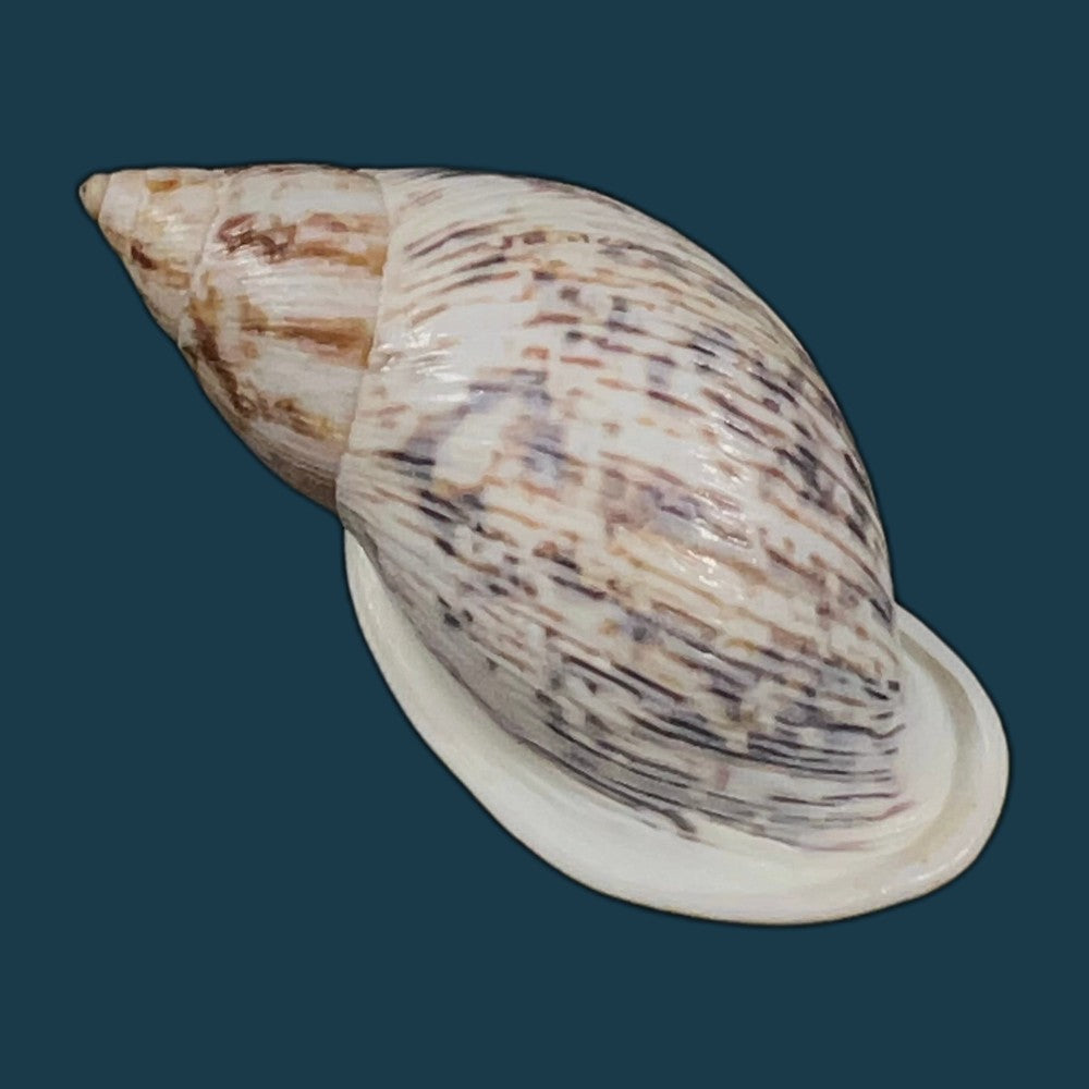 drymaeus-papyraceus-mawe-1823-31-6mm-copia