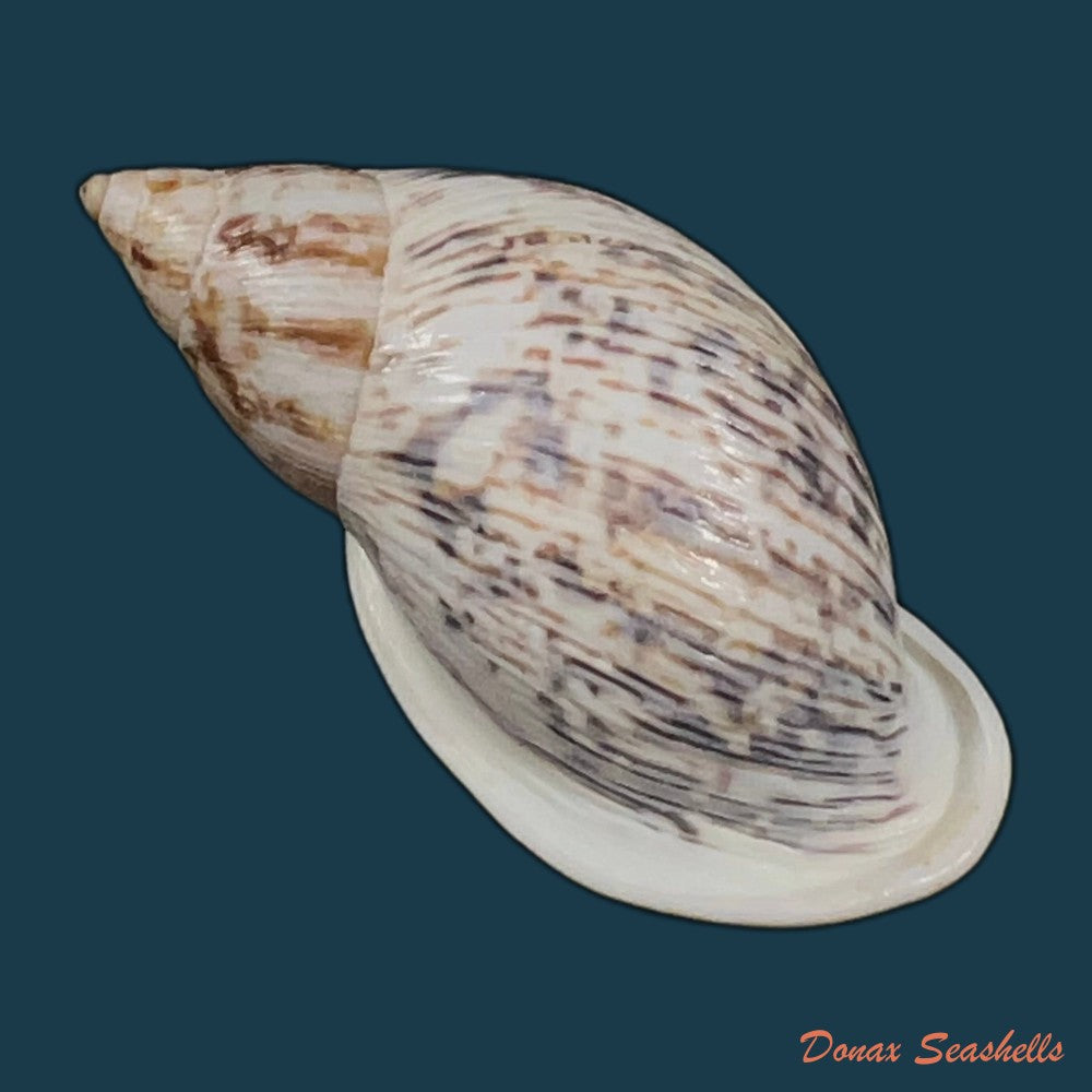 drymaeus-papyraceus-mawe-1823-31-6mm-copia