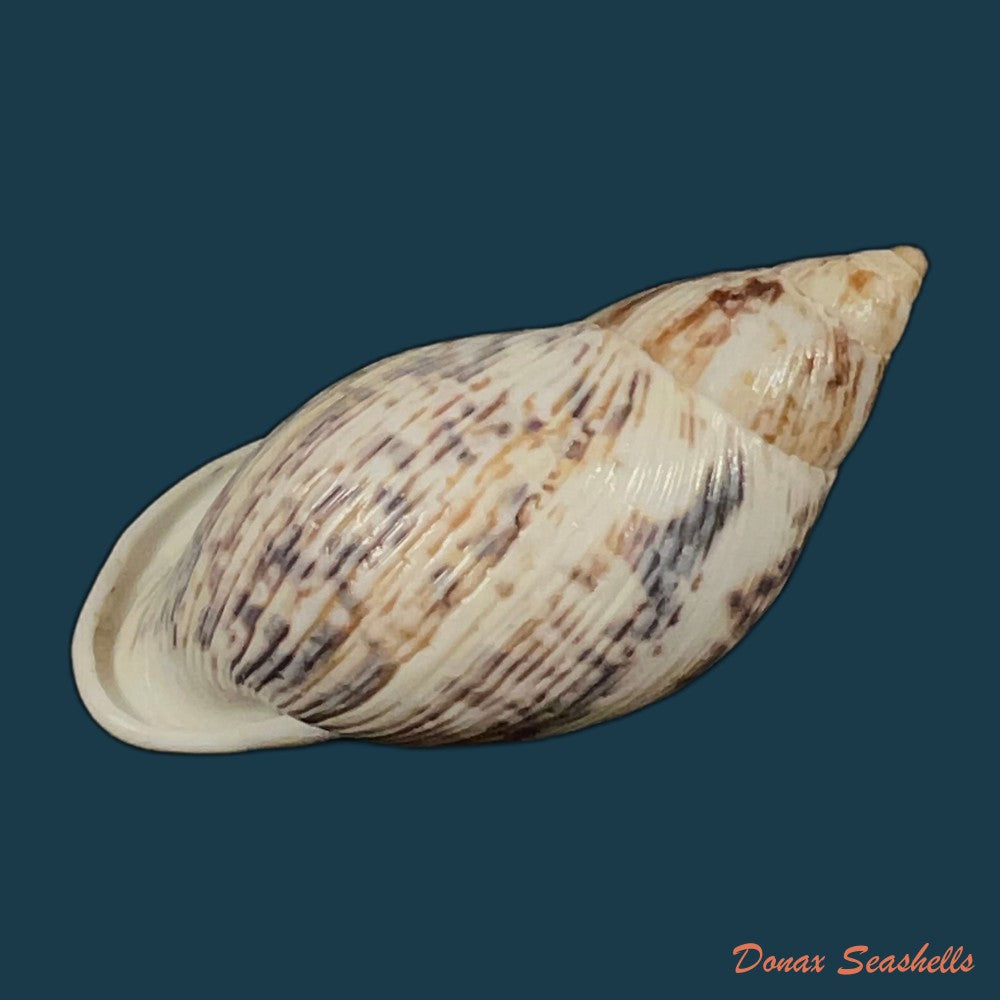 drymaeus-papyraceus-mawe-1823-31-6mm-copia