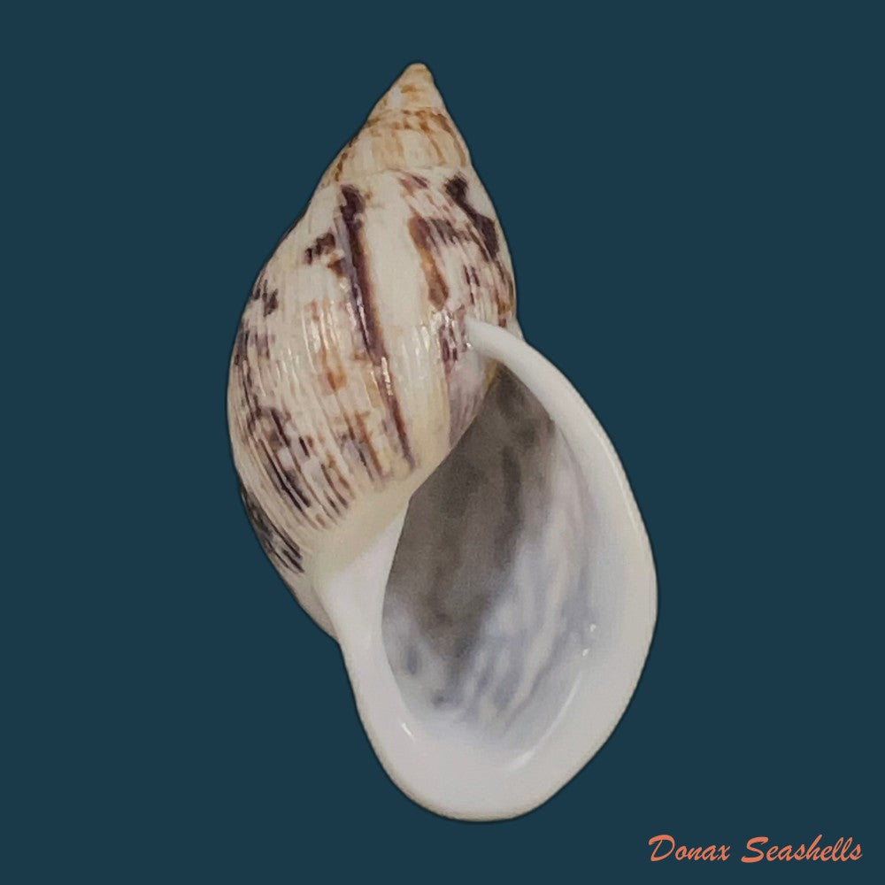 drymaeus-papyraceus-mawe-1823-31-6mm-copia