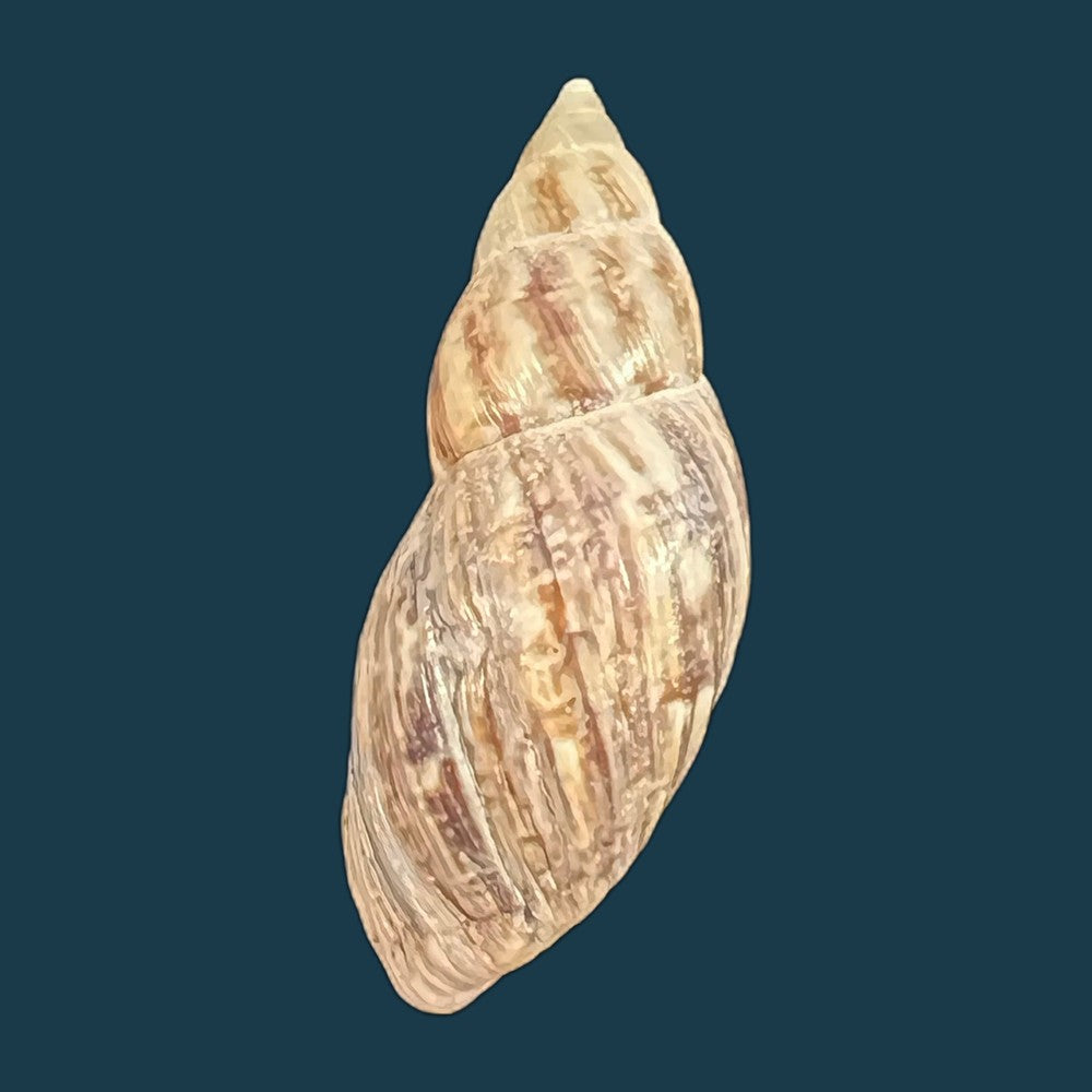 drymaeus-pulcherrimus-h-adams-1867-33-8mm-copia