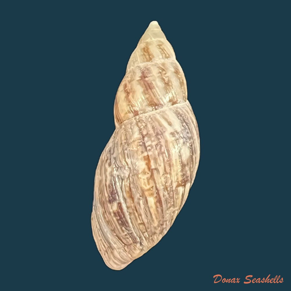 drymaeus-pulcherrimus-h-adams-1867-33-8mm-copia