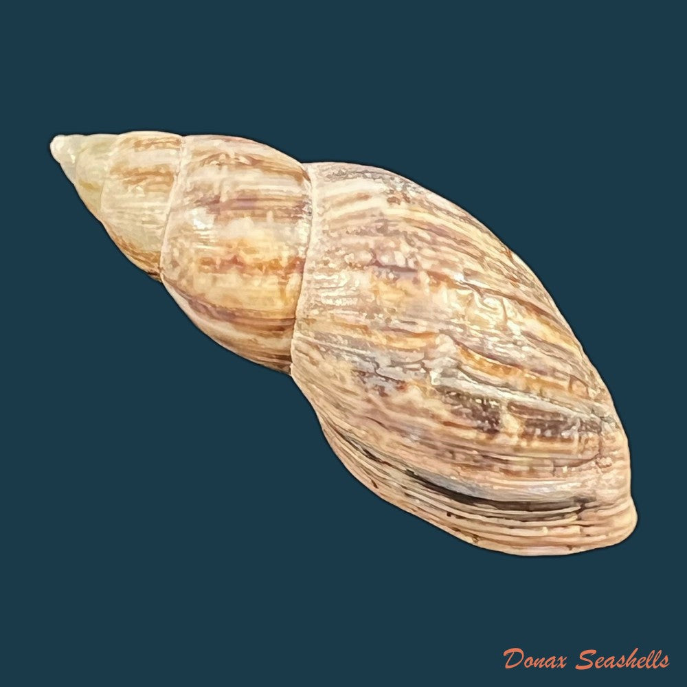 drymaeus-pulcherrimus-h-adams-1867-33-8mm-copia
