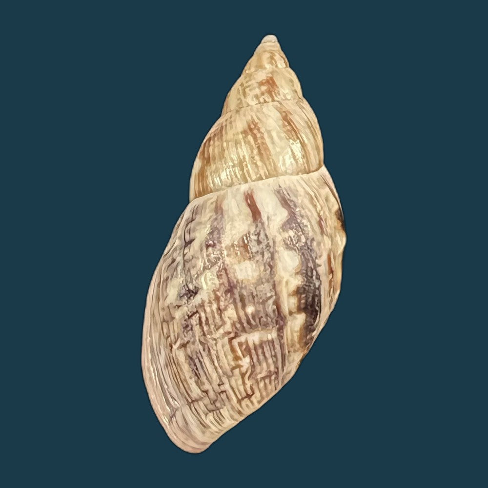 drymaeus-pulcherrimus-h-adams-1867-35-3mm-copia