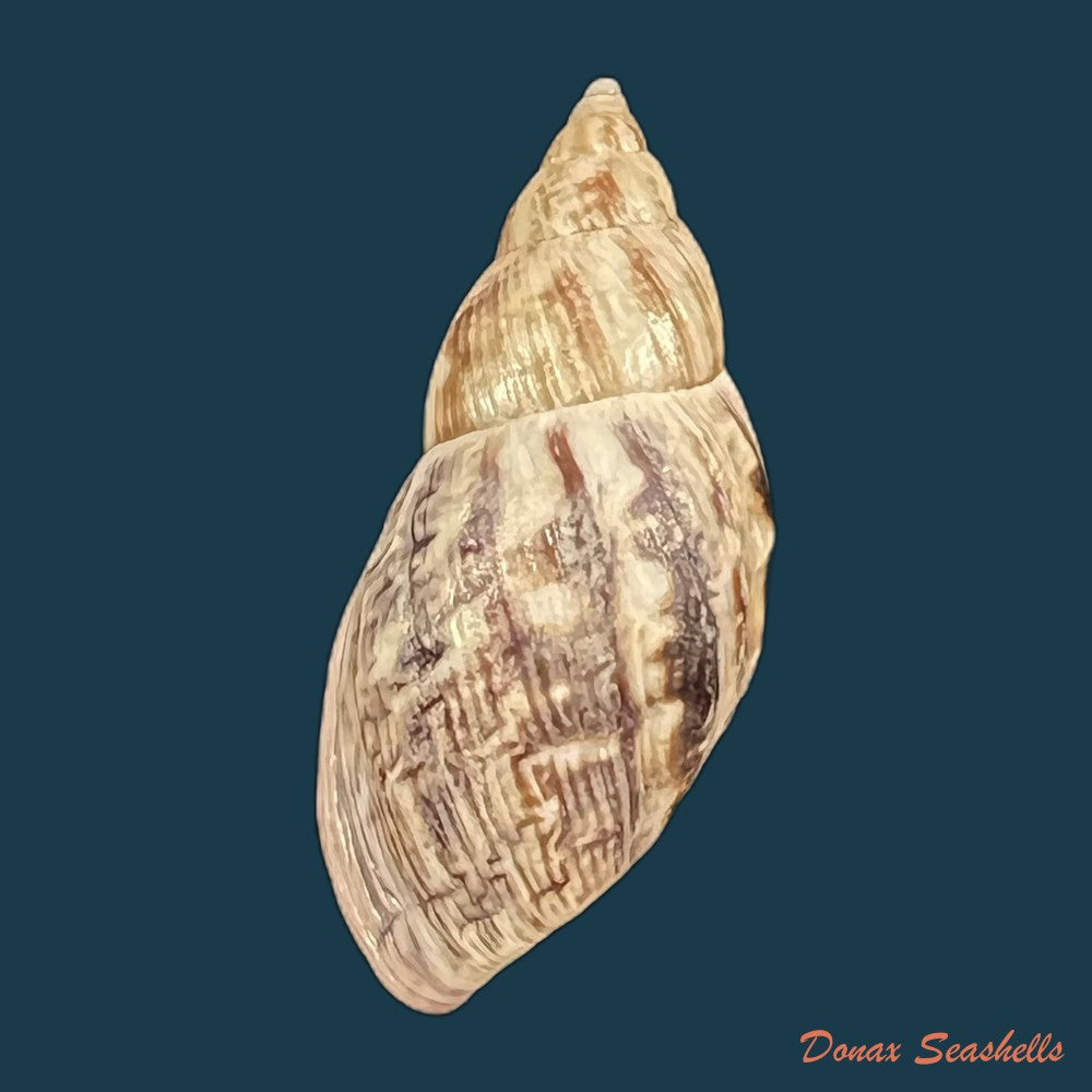 drymaeus-pulcherrimus-h-adams-1867-35-3mm-copia