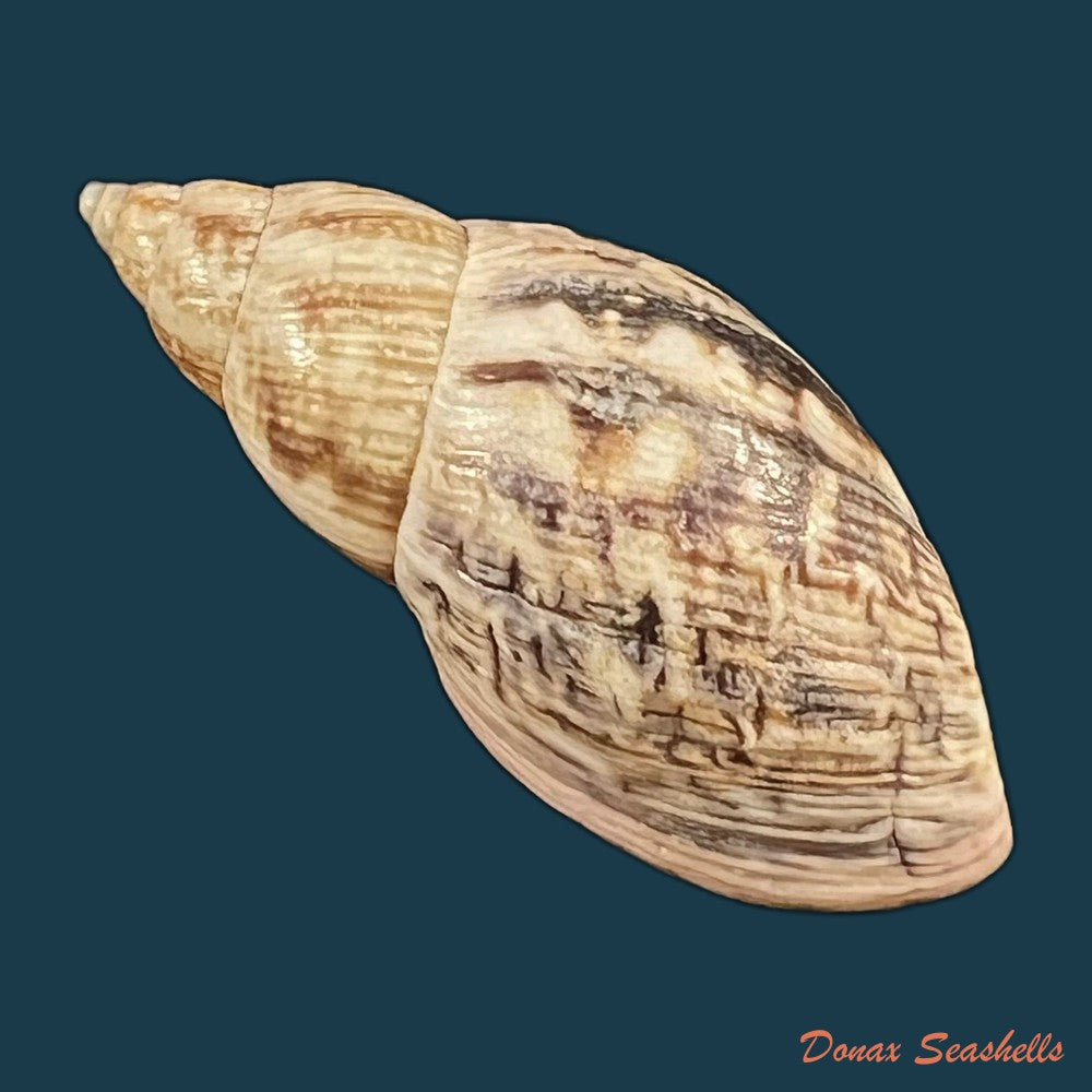 drymaeus-pulcherrimus-h-adams-1867-35-3mm-copia