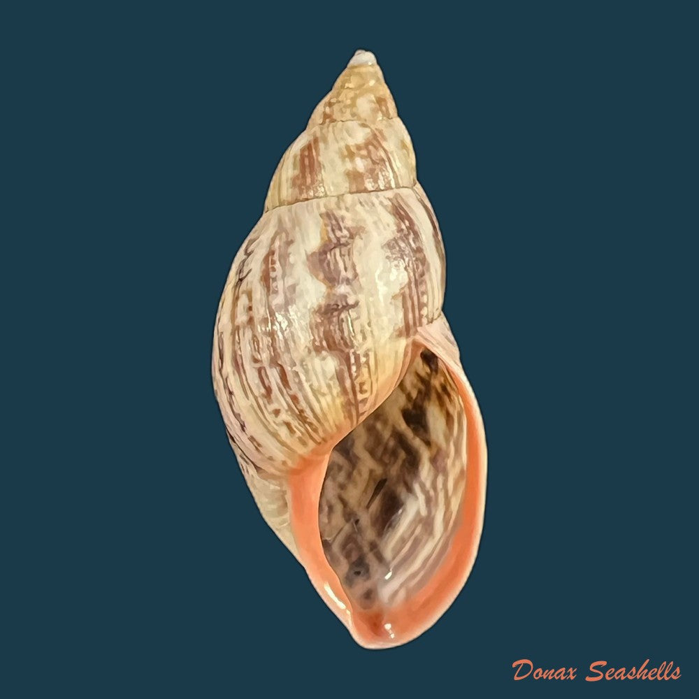 drymaeus-pulcherrimus-h-adams-1867-35-3mm-copia