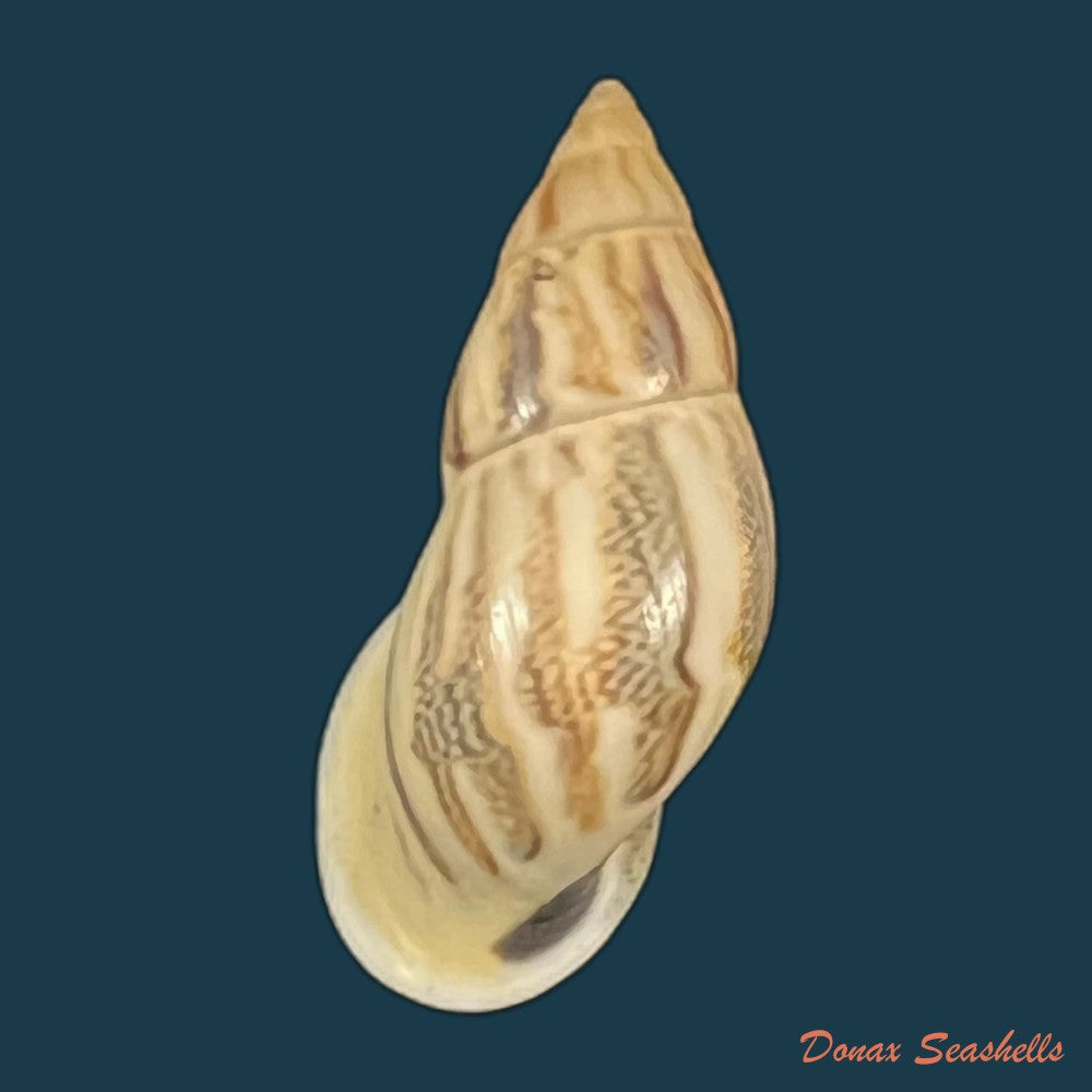 drymaeus-sp-25-4mm-copia