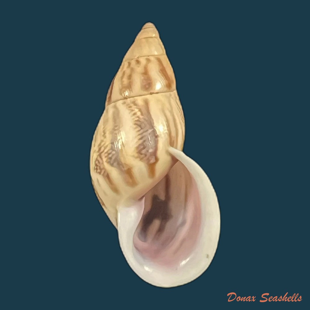 drymaeus-sp-25-4mm-copia