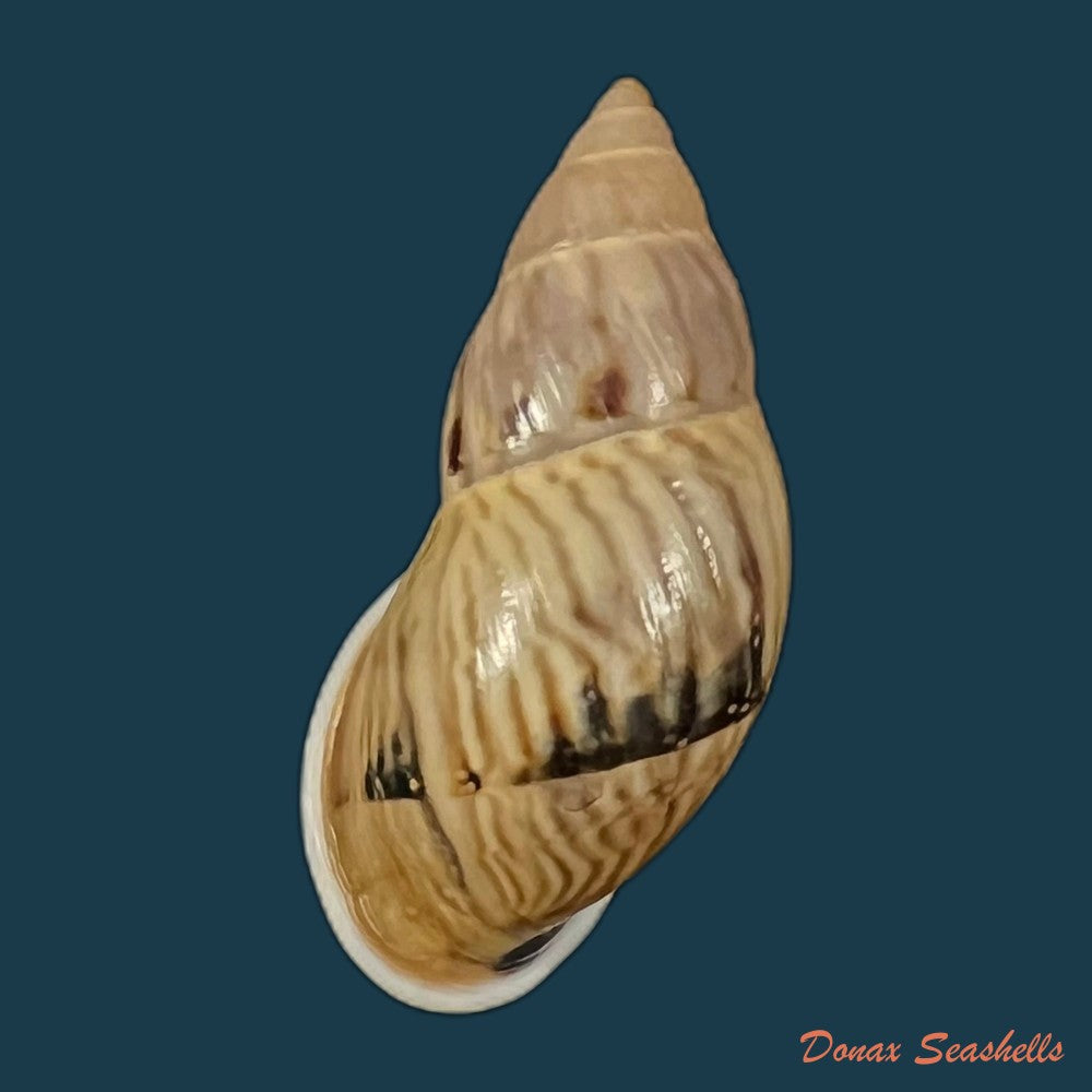 drymaeus-sp-26-6mm-copia