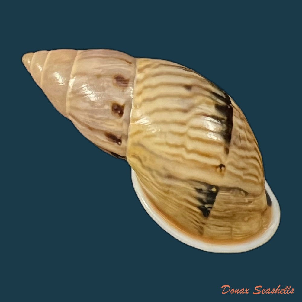 drymaeus-sp-26-6mm-copia