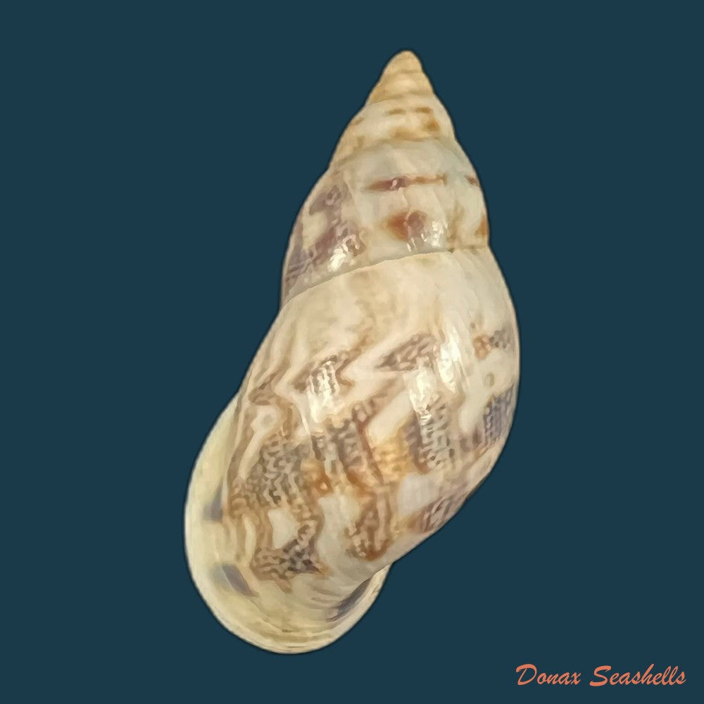 drymaeus-sp-29-6mm-copia