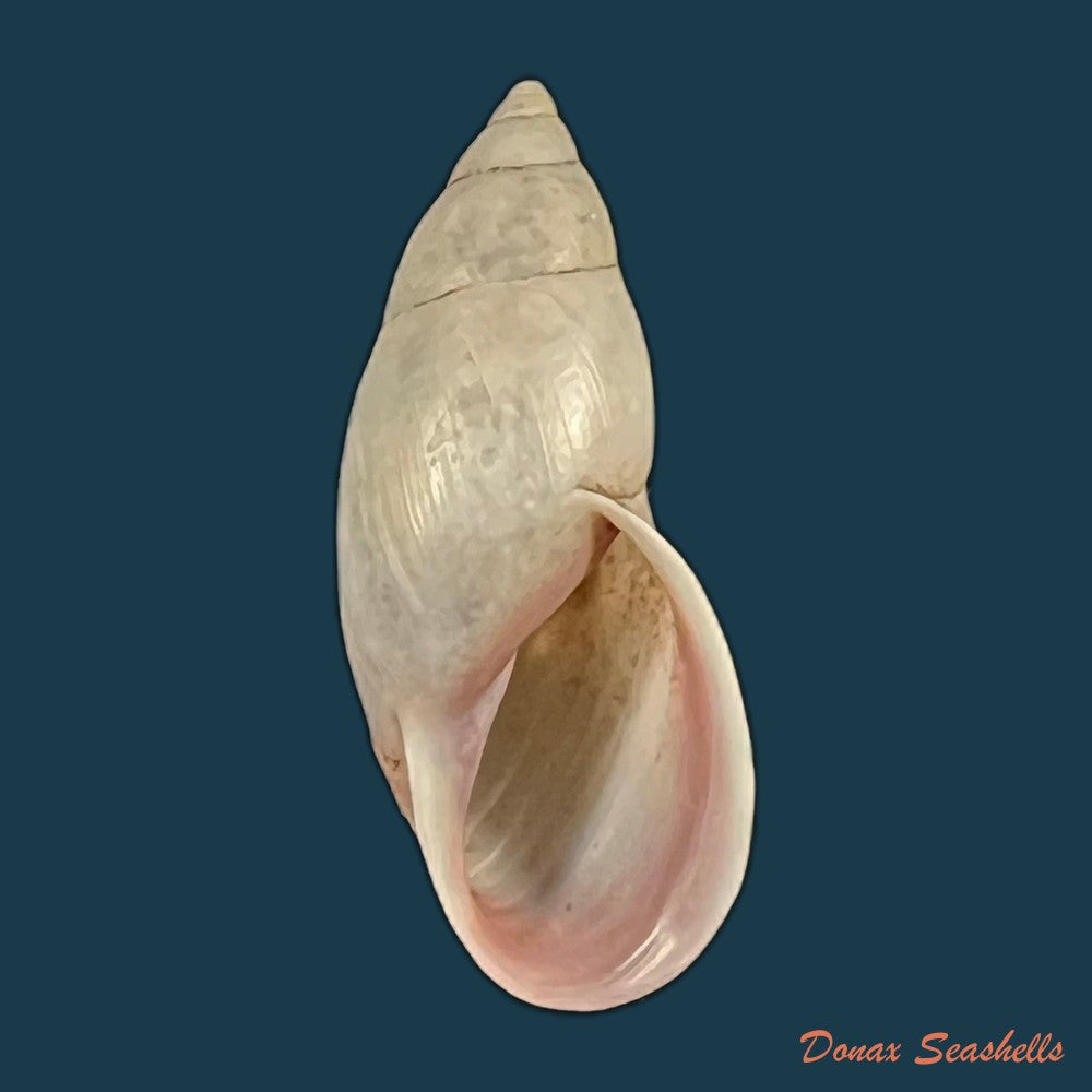drymaeus-sp-29-7mm-copia