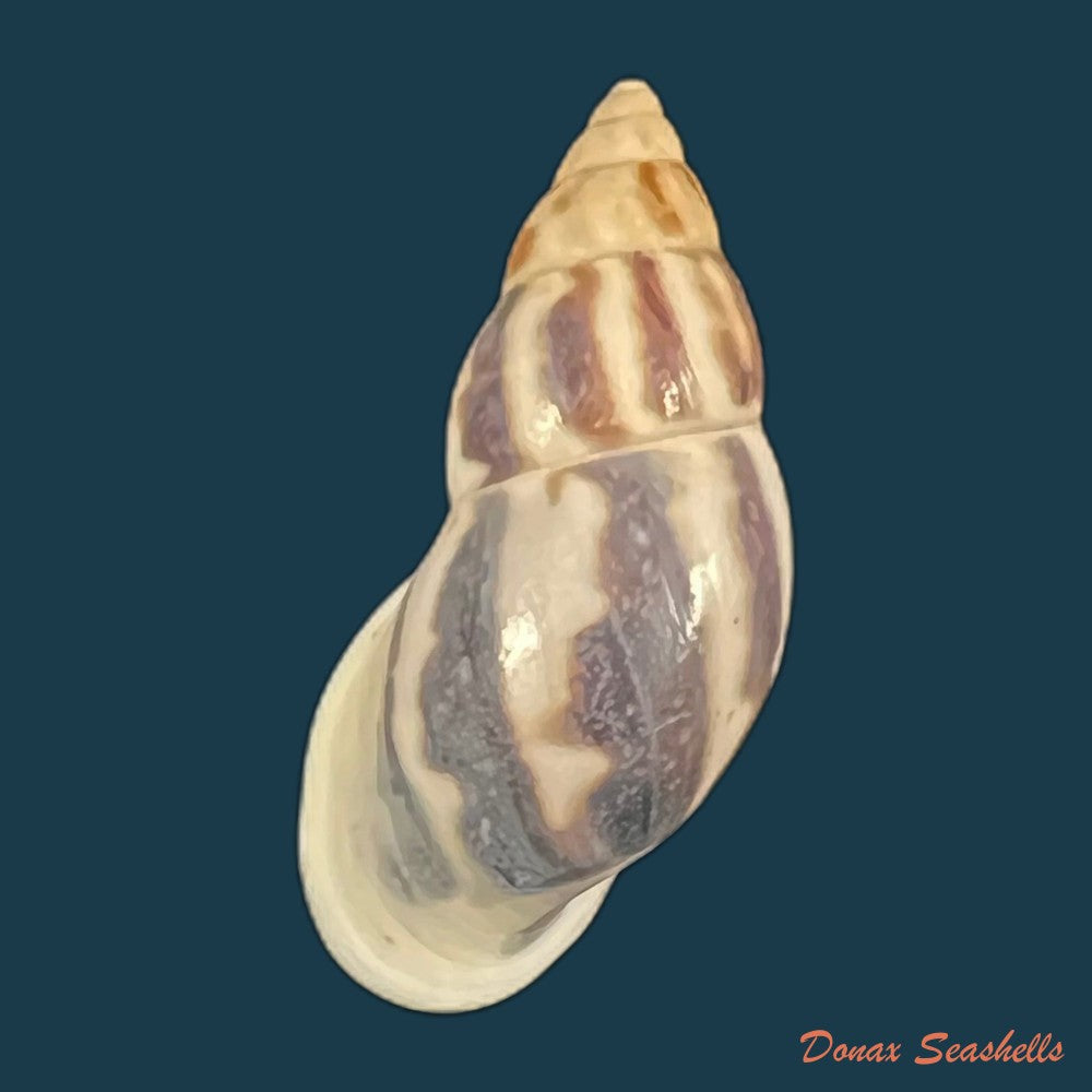 drymaeus-sp-30-3mm-copia