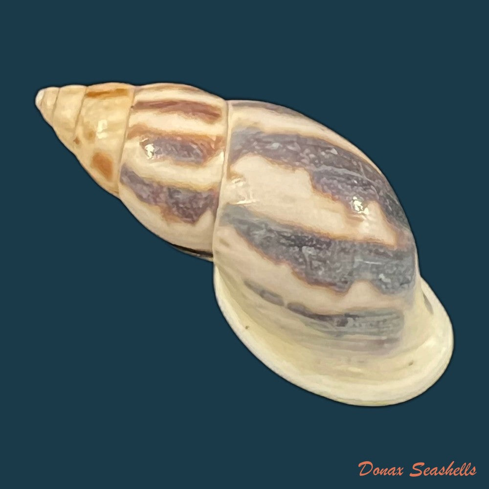 drymaeus-sp-30-3mm-copia